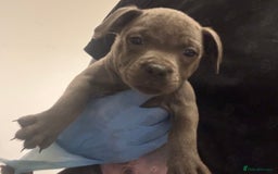 Staffordshire Bull Terrier dogs for sale:  Beautiful blue staffy litter amazing bloodlines - Image 10