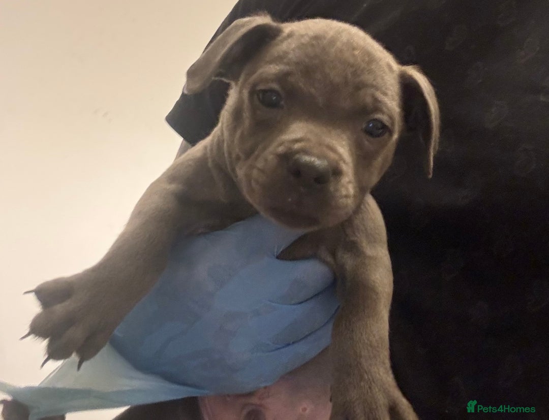 Staffordshire Bull Terrier dogs for sale:  Beautiful blue staffy litter amazing bloodlines - Image 10