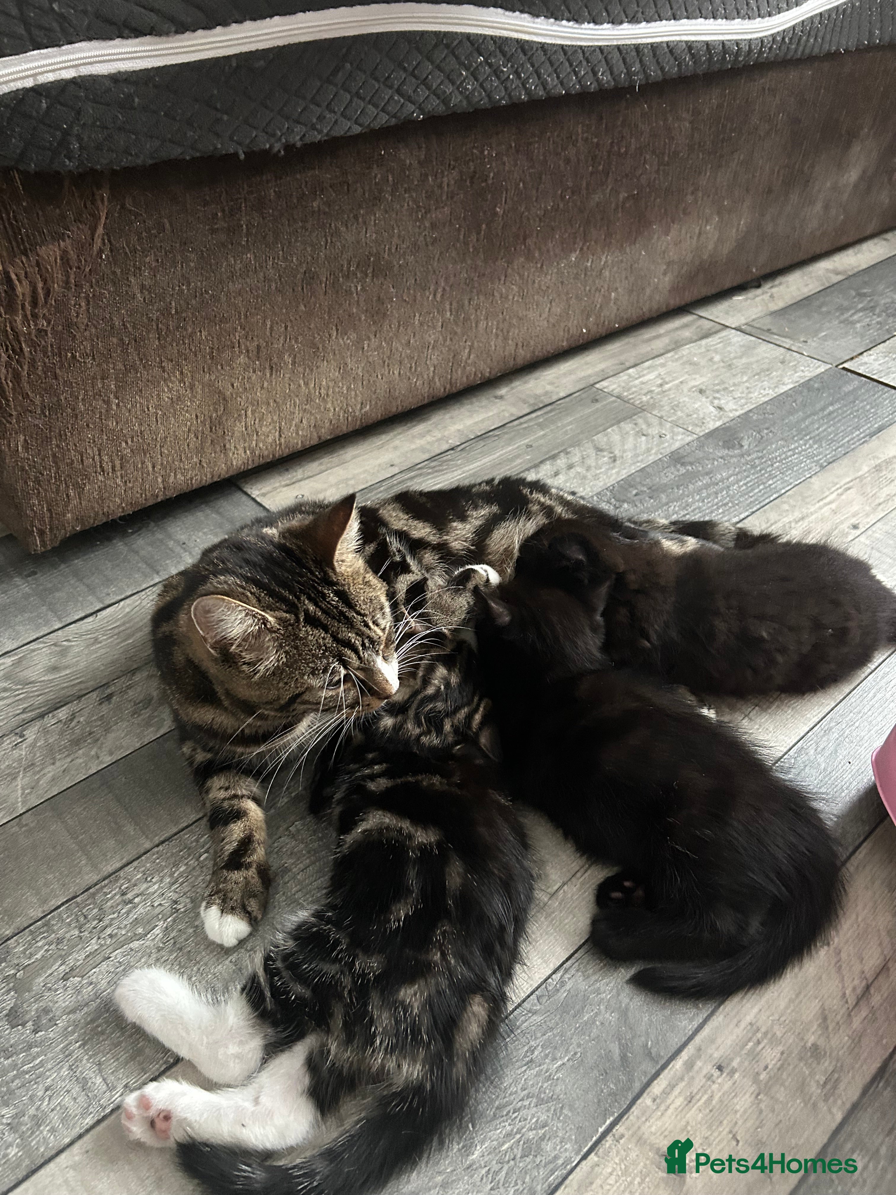 Mixed Breed cats 3 kittens are ready for 14 th march  - Advert 1