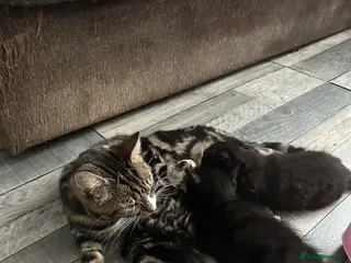 Mixed Breed cats 3 kittens are ready for 14 th march - Advert 1