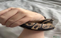Python Snake reptiles for sale: Young Ball pythons  - Advert 8