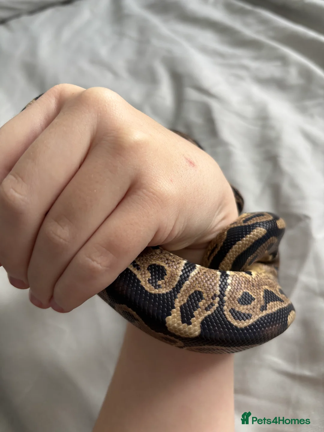 Python Snake reptiles for sale: Young Ball pythons  - Advert 8