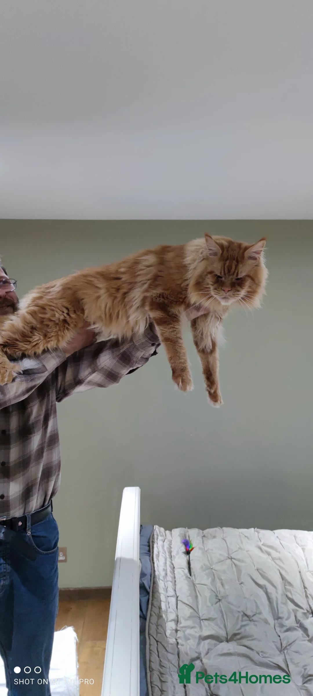 Maine Coon cats for stud: Experienced ginger stud boy. in Orpington - Advert 3