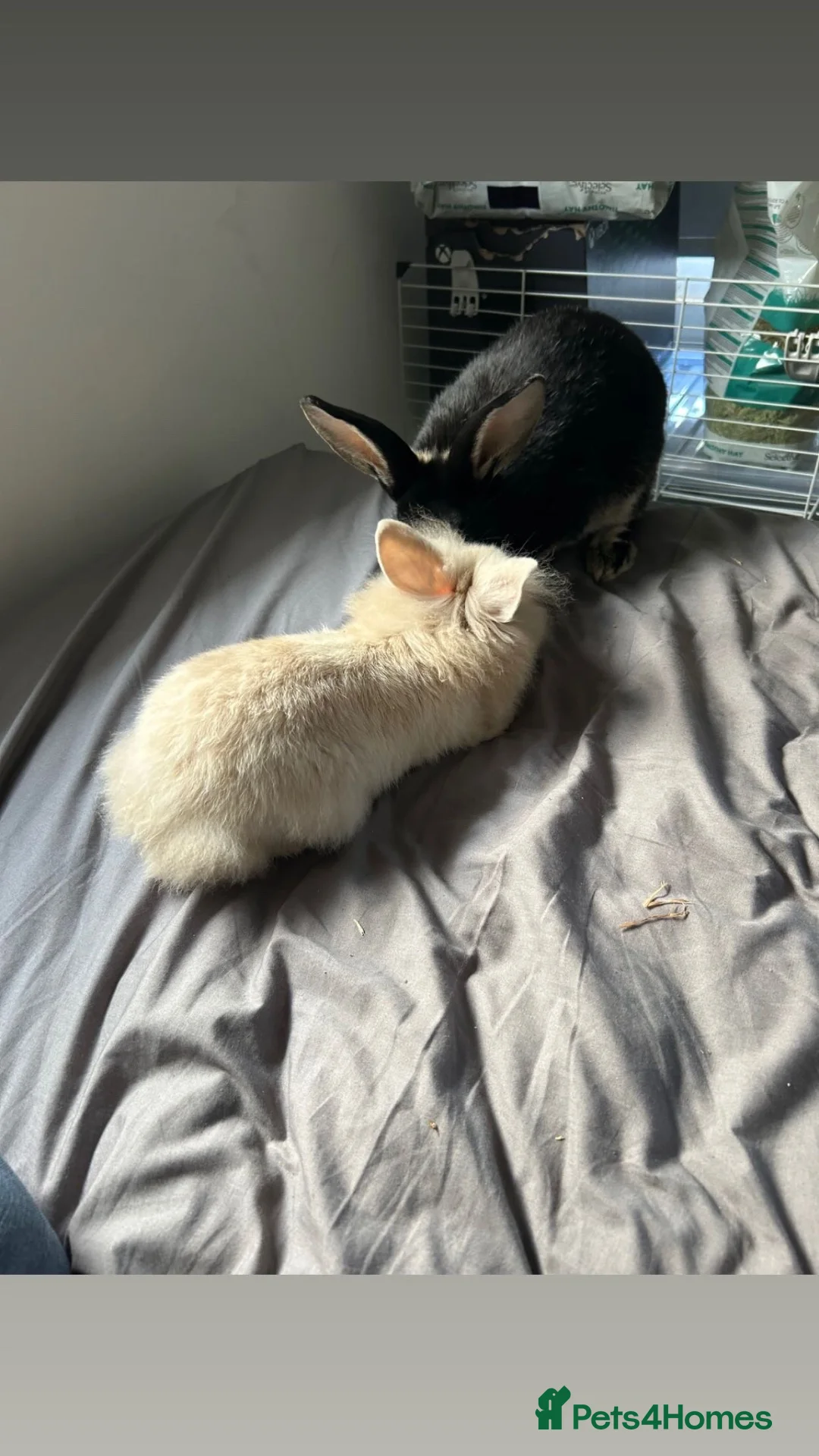 Lionhead rabbits for sale: Beautiful rabbit needing a new 🏡 - Advert 3