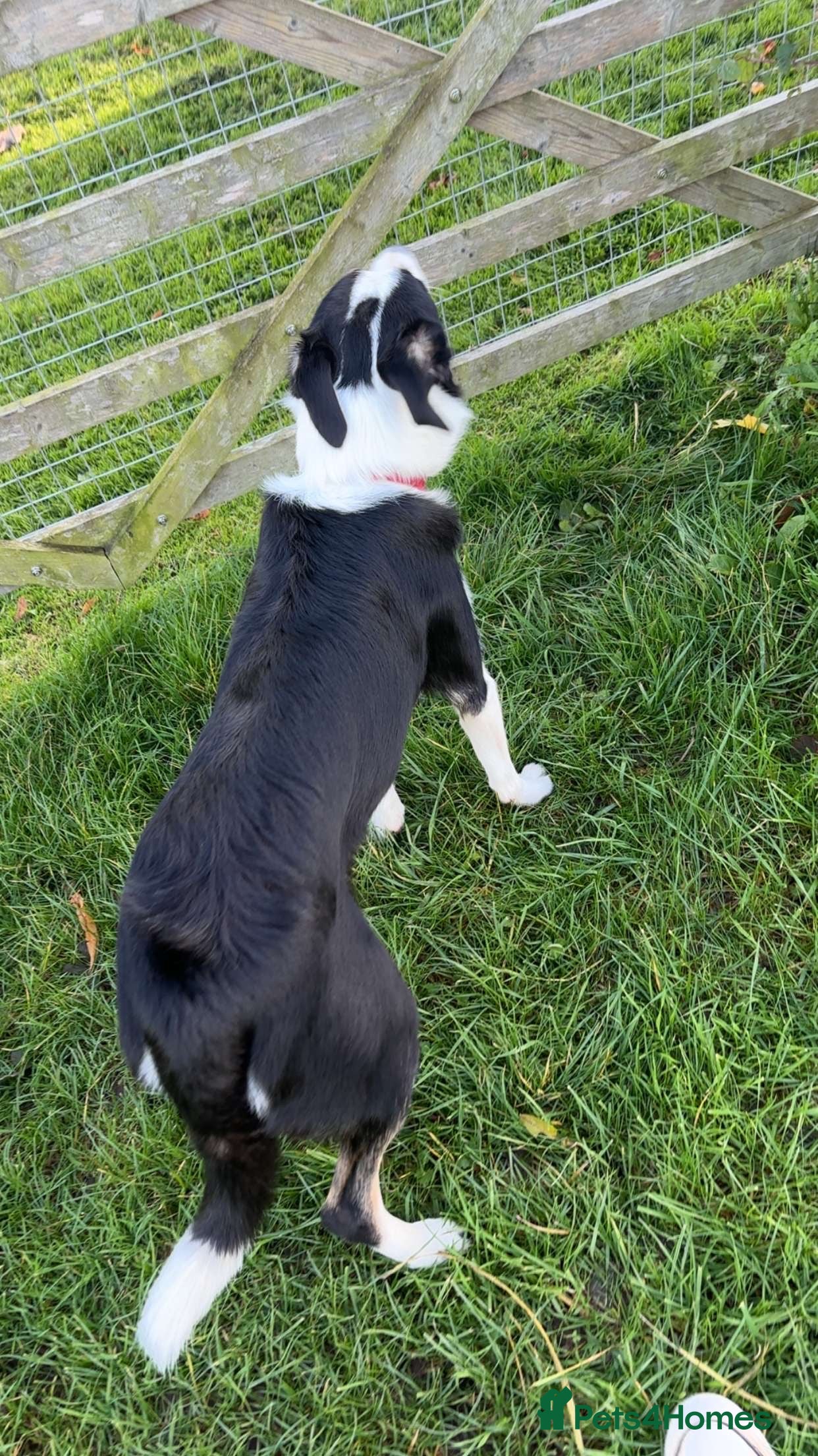 Border Collie dogs Border collie 1 yr old trained - Advert 14