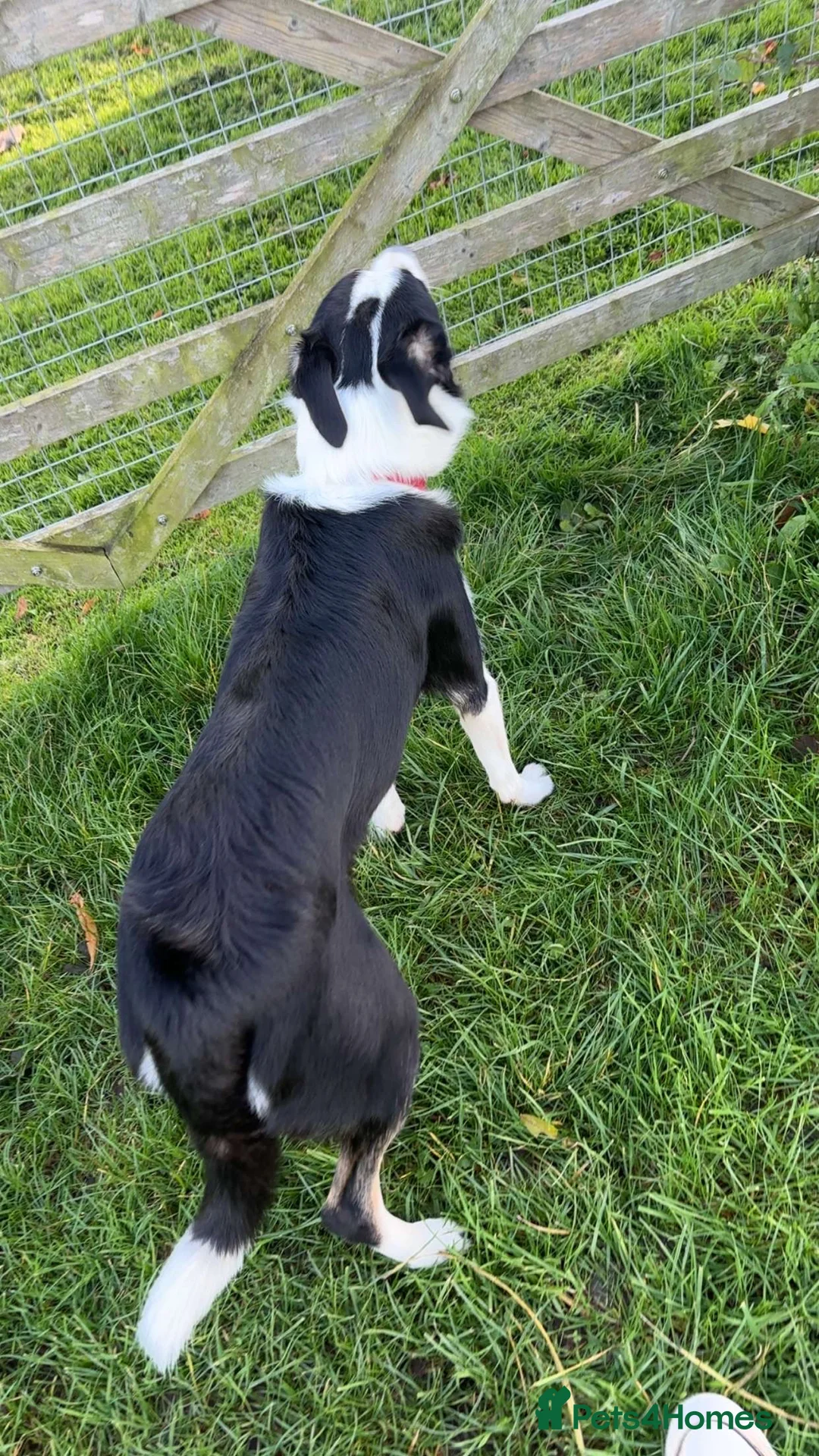 Border Collie dogs for sale: Border collie 1 yr old trained - Advert 1