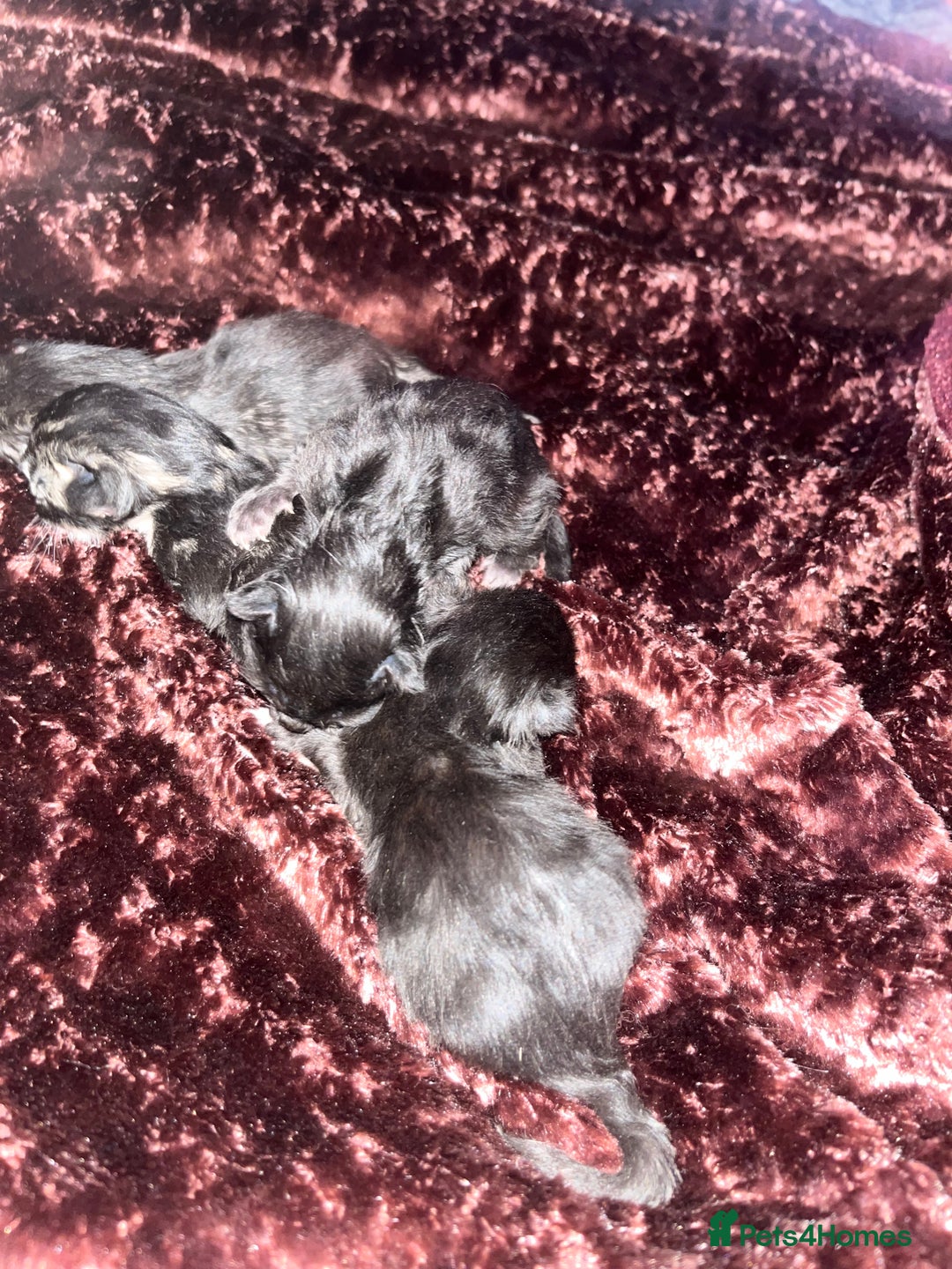 Maine Coon cats for sale: Maine coon cross - Advert 2