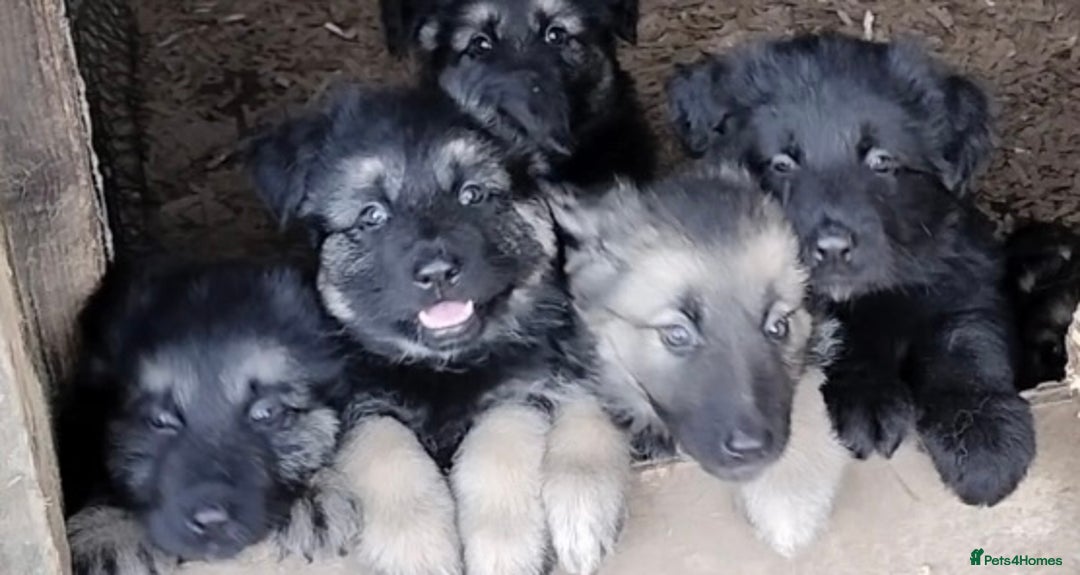 German Shepherd dogs for sale: Fabulous chunky German shepherd puppies - Image 12