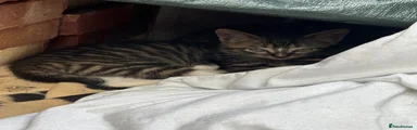 British Shorthair 3