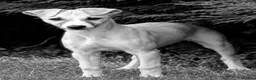 Whippet dogs for sale: Beautiful KC Whippet boy Puppy  - Advert 2