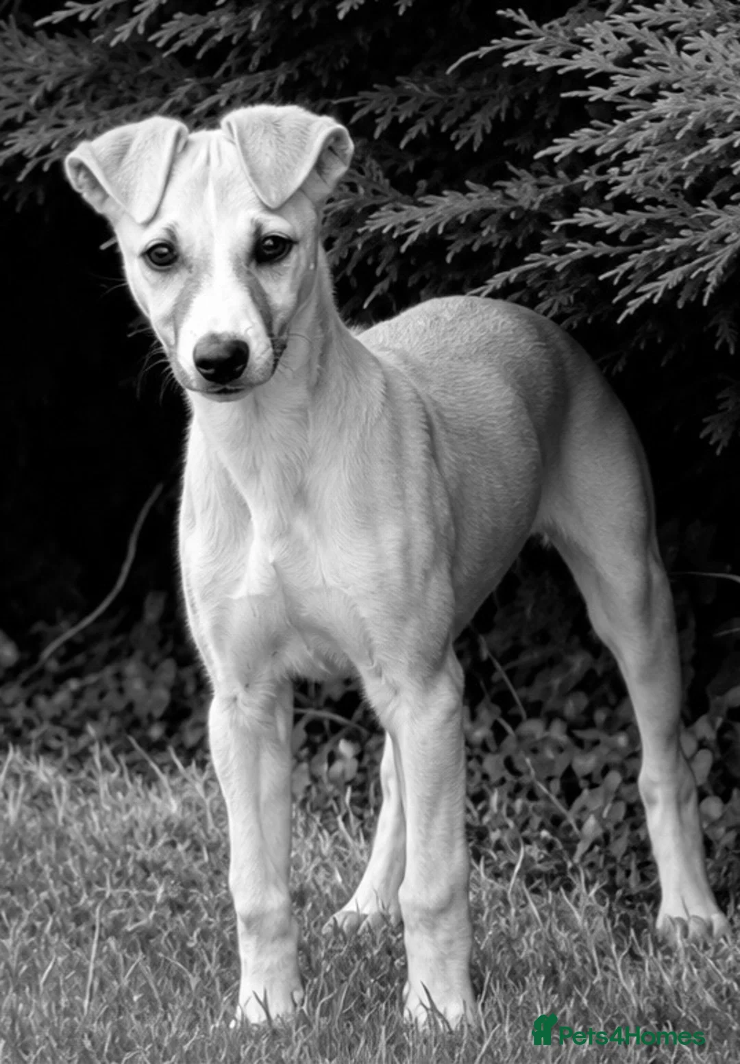 Whippet dogs for sale: Beautiful KC Whippet boy Puppy  - Advert 2