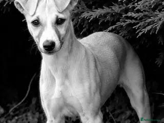 Whippet dogs KC Whippet Puppies - Advert 2