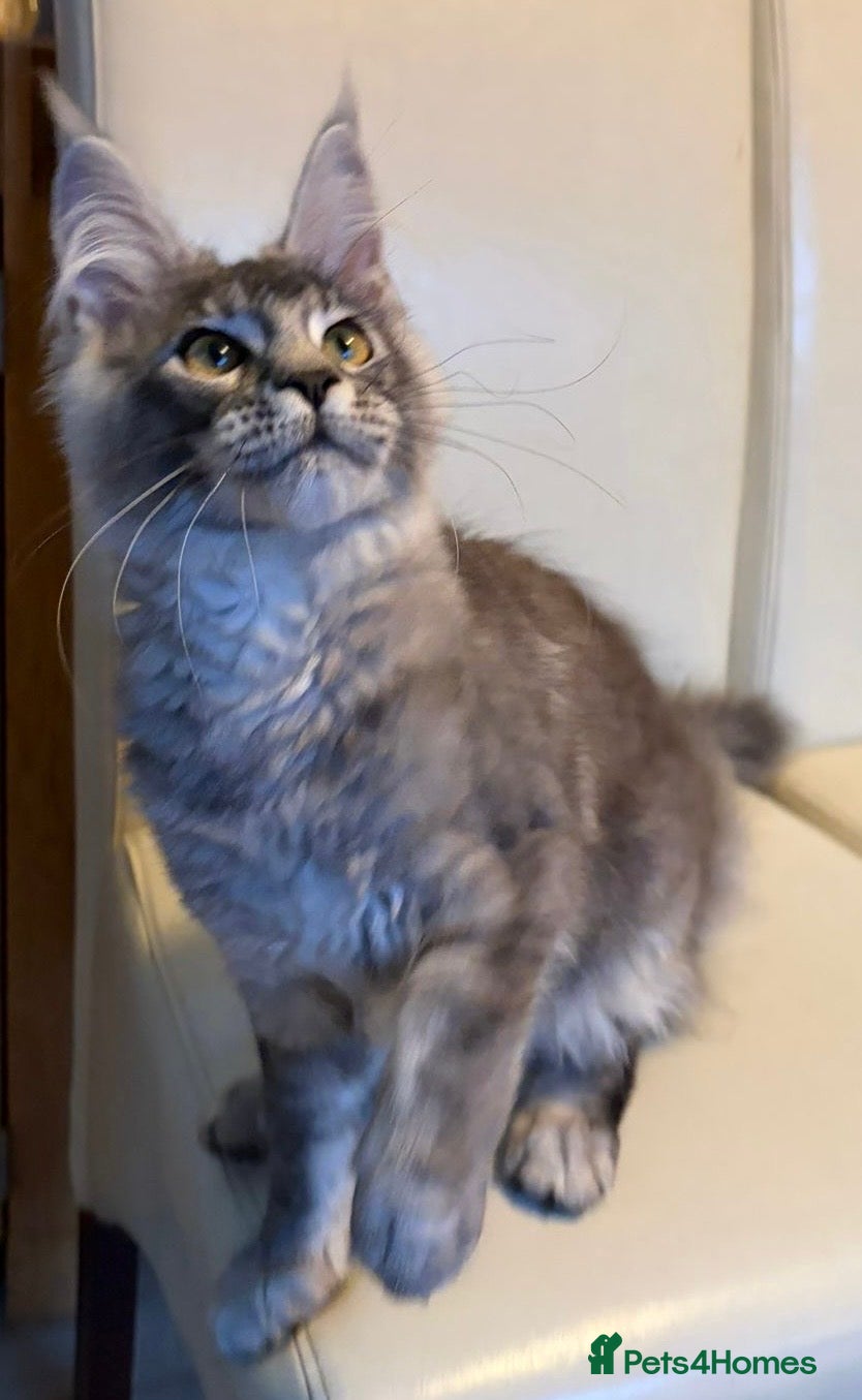 Maine Coon cats Ready Now Quality TICA Maine Coons active possible - Advert 1