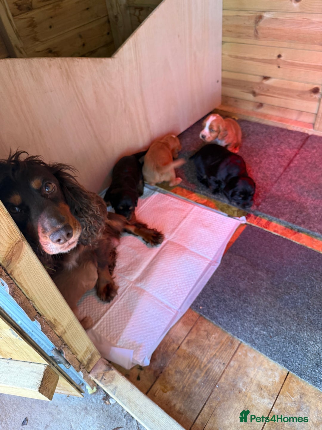 Cocker Spaniel dogs for sale: Working cocker spaniel puppies  - Advert 2