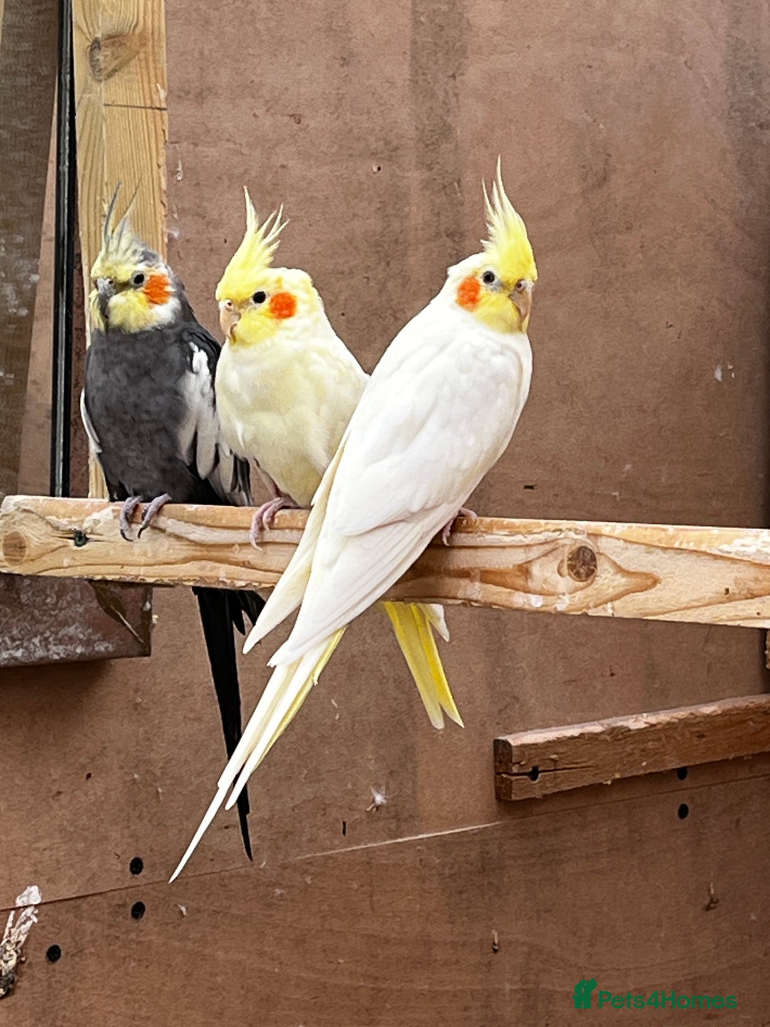 Mixed Breed birds for sale: Orange Winged Amazon Parrot and Lutino Cockatiel - Image 4