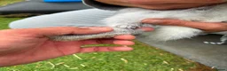 Netherland Dwarf rabbits for sale:     🐰 Quality BRC Ringed Netherland Dwarf Bucks🐰 - Advert 3