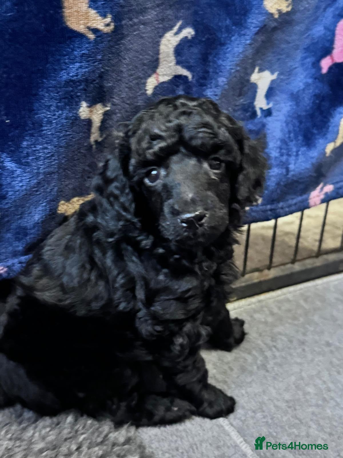 Toy Poodle dogs KC Reg True size Toy poodles Ready Now - Advert 13