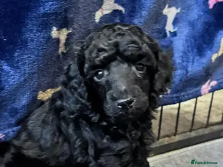 Toy Poodle dogs KC Reg True size Toy poodles Ready Now - Advert 13
