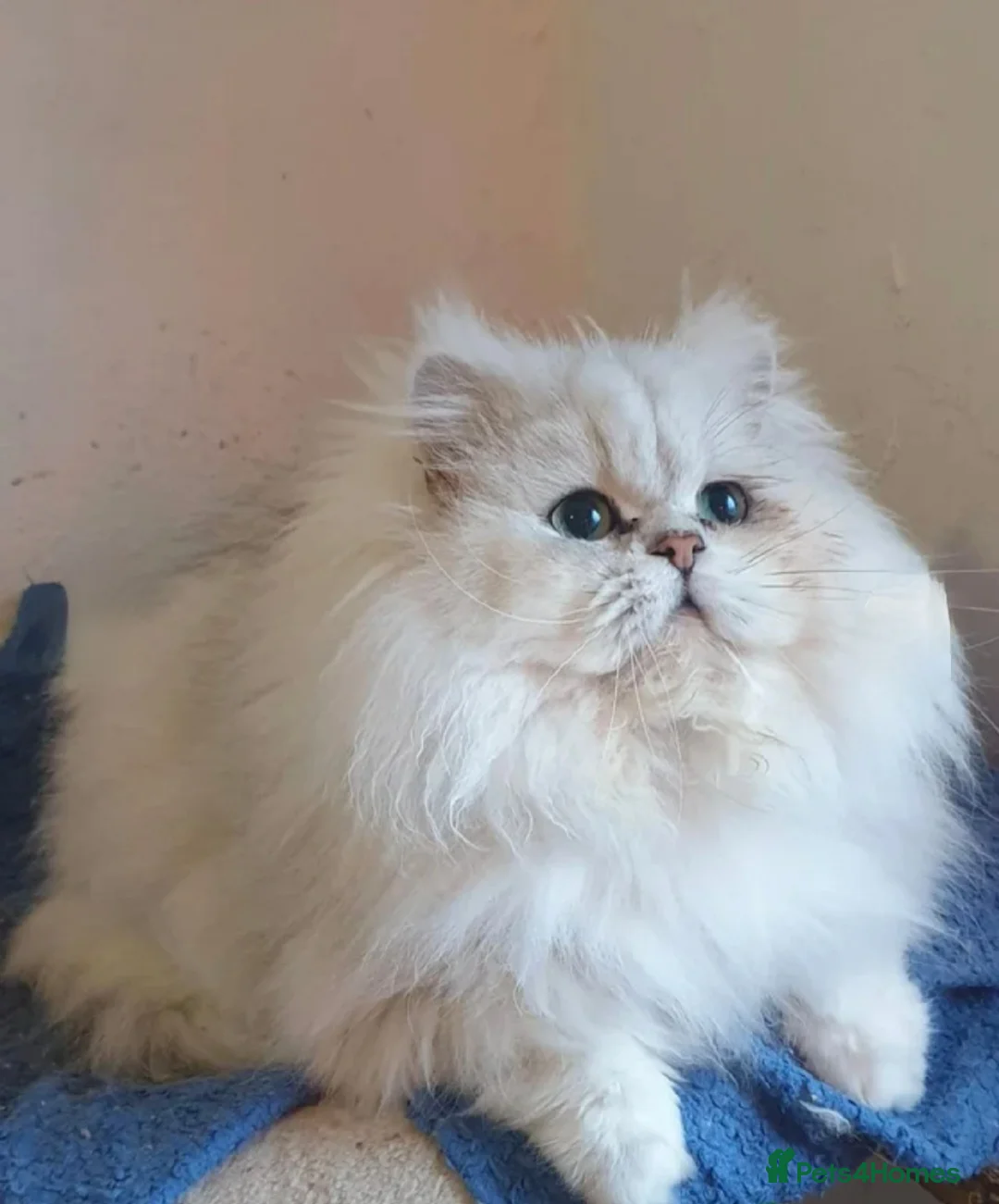 Persian cats for stud: ❤️PKD Clear Pedigree Chinchilla Persian Stud❤️ - Advert 2