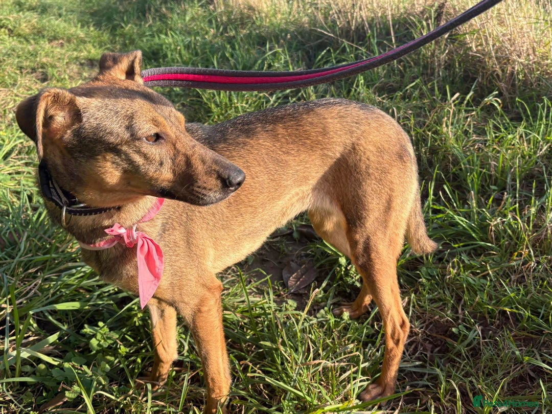 Mixed Breed dogs for adoption: Flora - Norwich Norfolk  - Advert 11