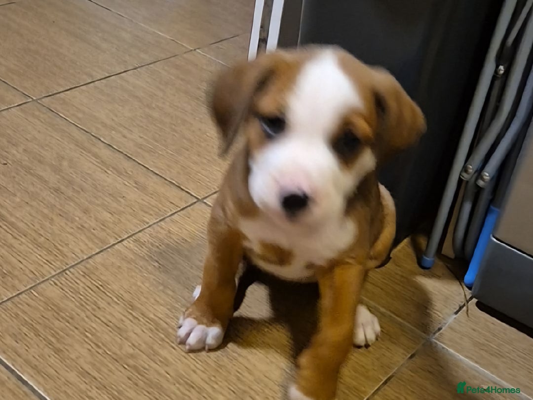Mixed Breed dogs for sale: Mixed breed - Image 2