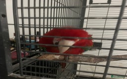 Parrots birds for sale: Green wing macaw tame with cage - Image 2