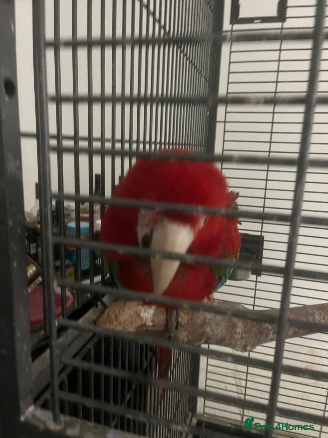 Parrots birds for sale: Green wing macaw tame with cage - Image 2