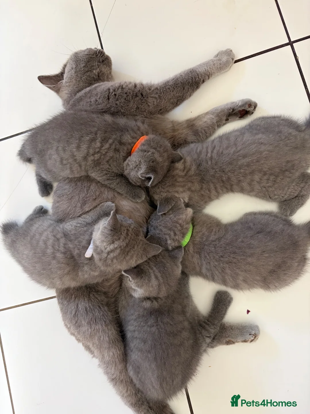 British Shorthair cats for sale: Ready!! GCCF, 5 gen championship BSH female - Advert 2
