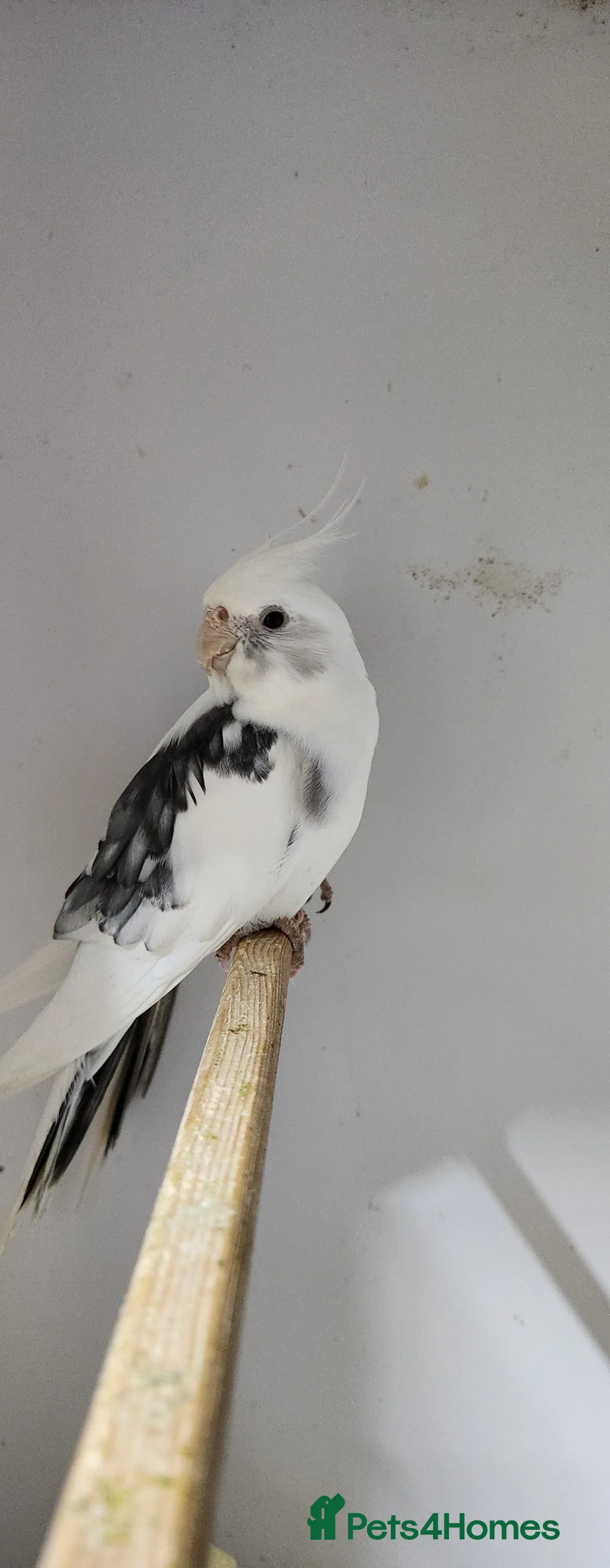 Mixed Breed birds for sale: Mixed Breed - Advert 2