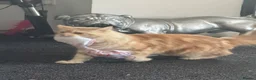 Mixed Breed cats for sale: Himacoons Himalayan x Mainecoon  - Advert 25