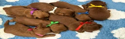 Australian Labradoodle dogs for sale: Superior Australian Labradoodle Puppies - Advert 9