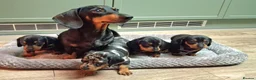 Dachshund dogs for sale: Dachshund puppies  - Advert 1