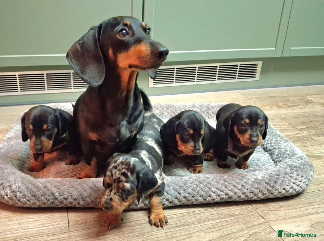 Dachshund dogs for sale: Dachshund puppies  - Advert 1
