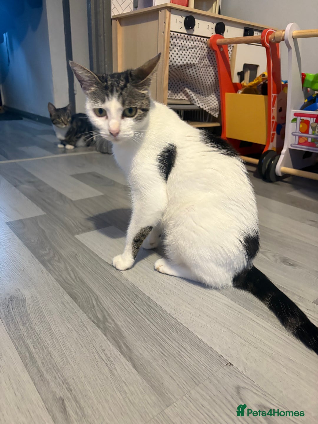 Mixed Breed cats for sale: Gorgeous kittens for sale  - Image 16