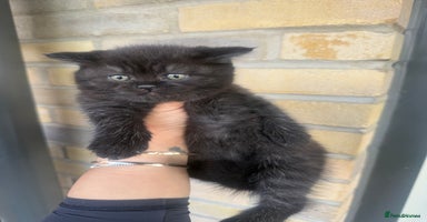 British Shorthair cats - Advert 4