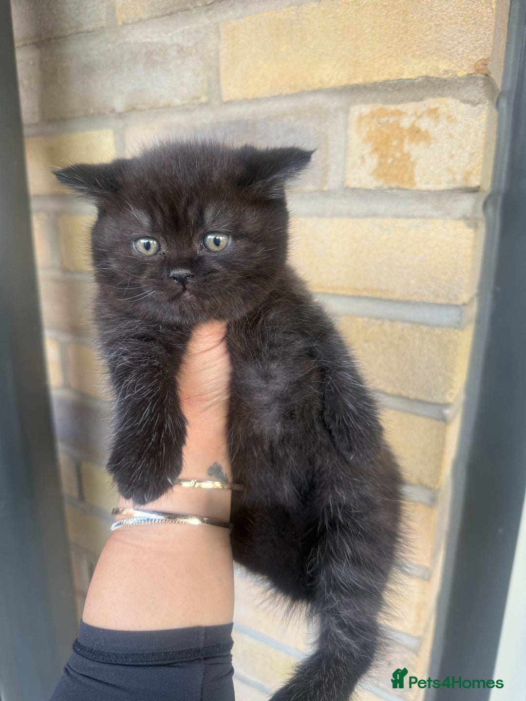 British Shorthair cats for sale: British rainbow shorthair kittens - Image 3