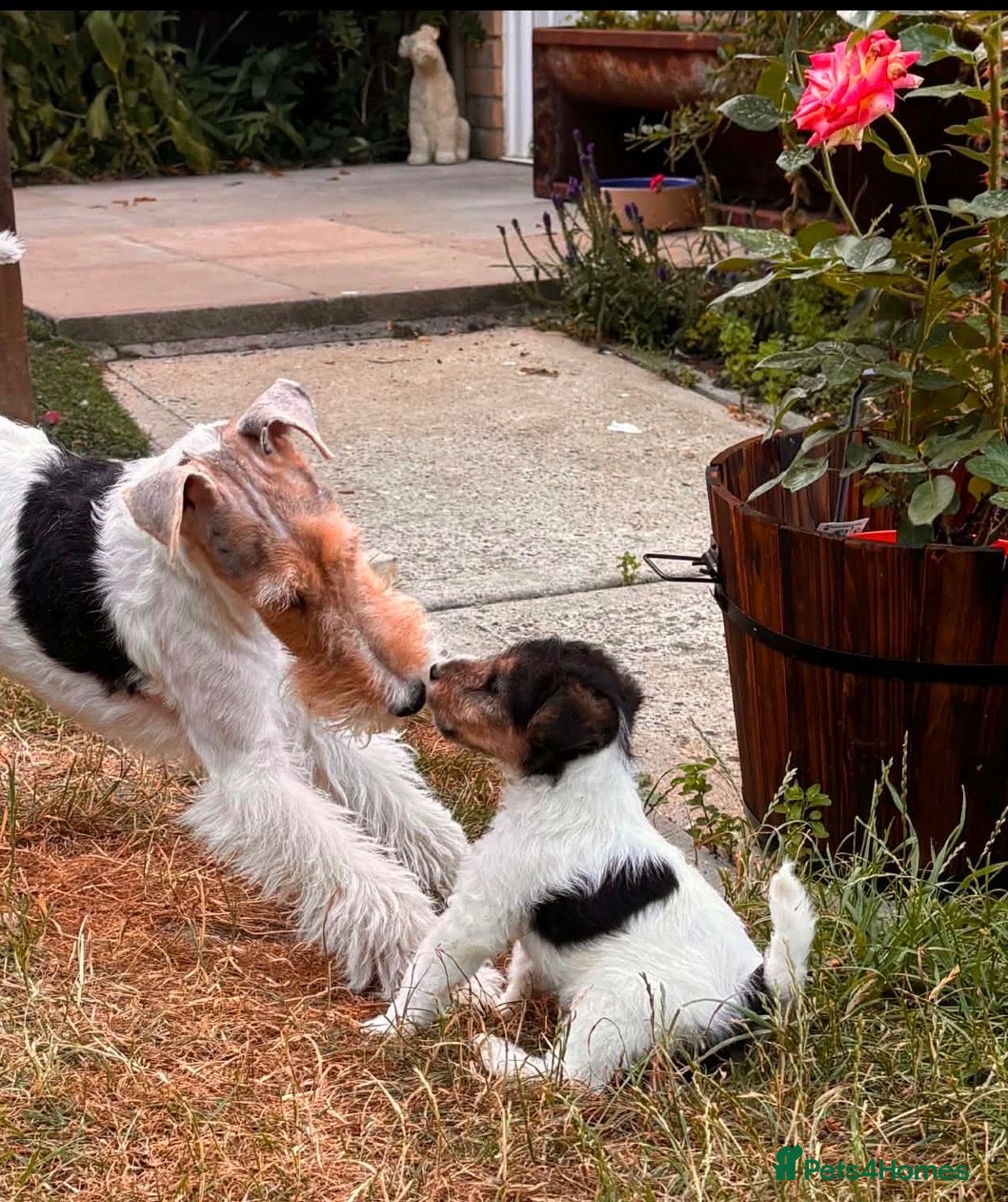 Fox Terrier dogs Beautiful top bloodline male available  - Advert 4