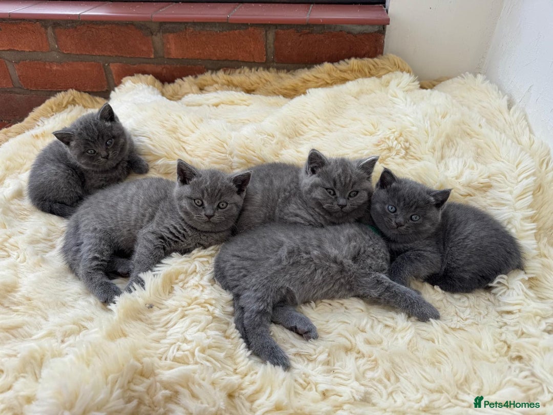 British Shorthair cats for sale: British Short Hair Kittens  - Image 9