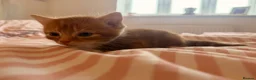 Mixed Breed cats for sale: 3 male Kittens - Advert 3