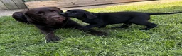Labrador Retriever dogs for sale: LABRADOR RETRIEVER–HEALTH TESTED, FULLY VACCINATED - Advert 9