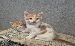 Mixed Breed cats for sale: Friendly kitten - Image 16