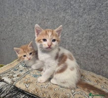 Mixed Breed cats - Advert 3