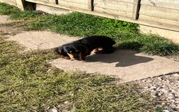 Miniature Dachshund dogs for sale: Rehoming Rocky  - Image 3