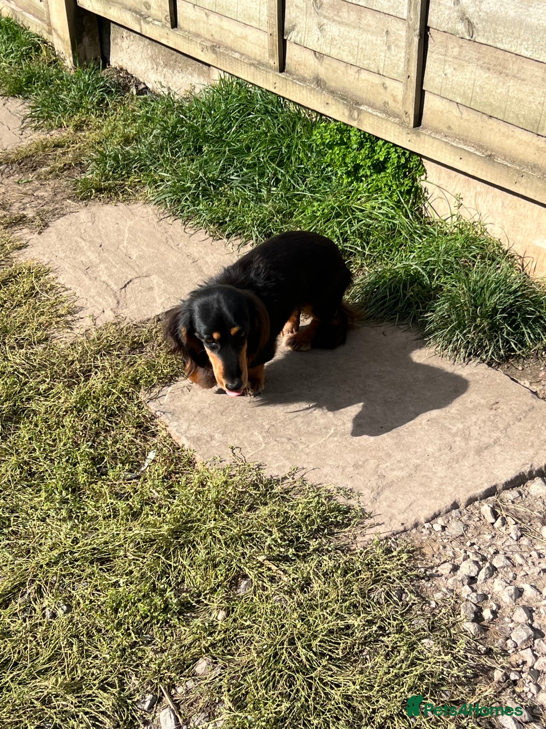 Miniature Dachshund dogs for sale: Rehoming Rocky  - Image 3
