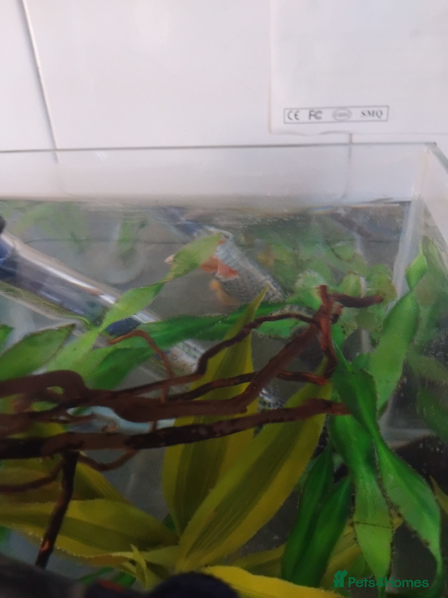 Bettas fish Platinum golden male betta - Advert 1