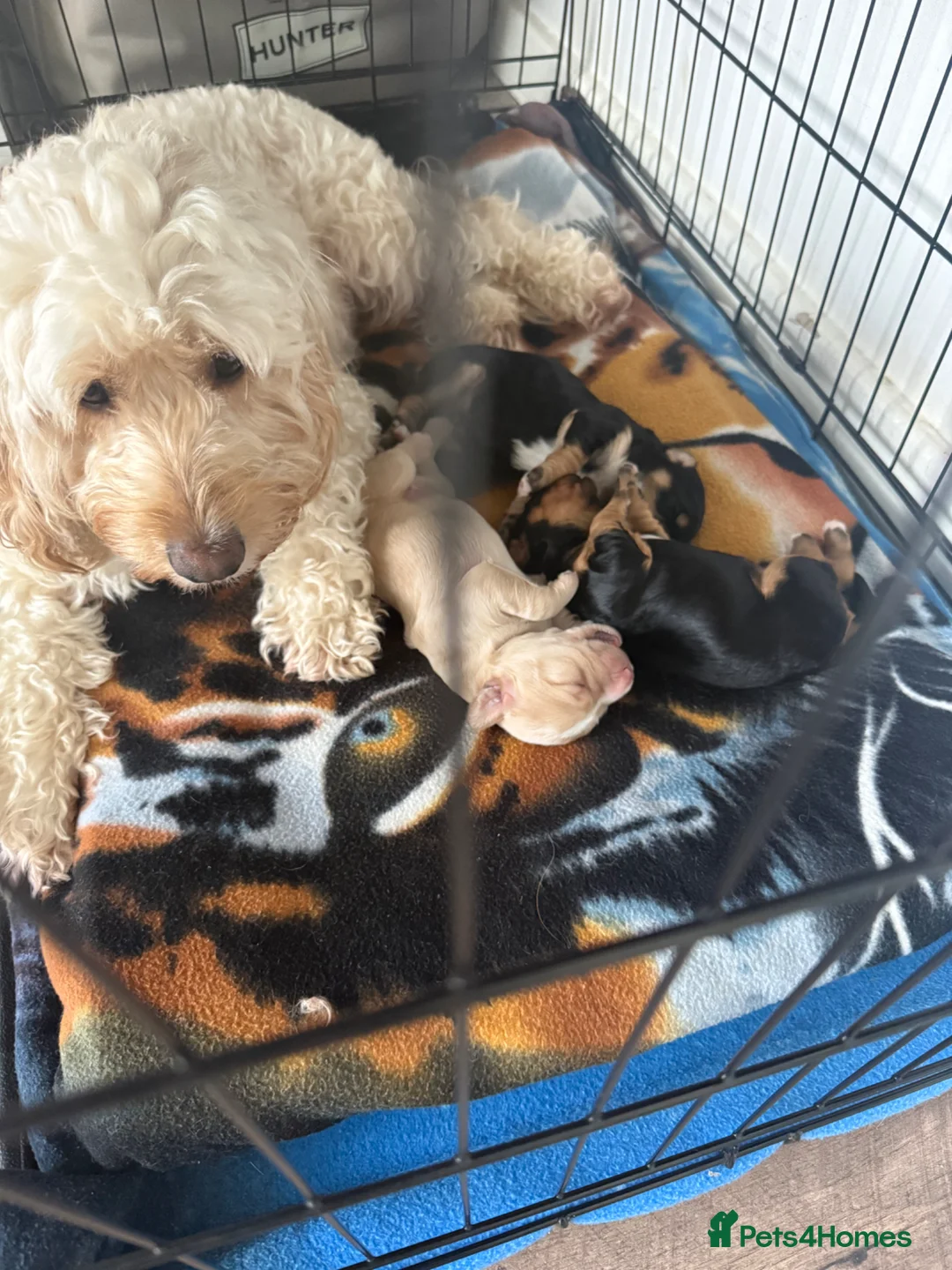 Cockapoo dogs for sale:  Cockapoo puppy’s  - Advert 24