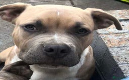 Mixed Breed dogs for sale: staffy x mixed breed. read description for more - Advert 5