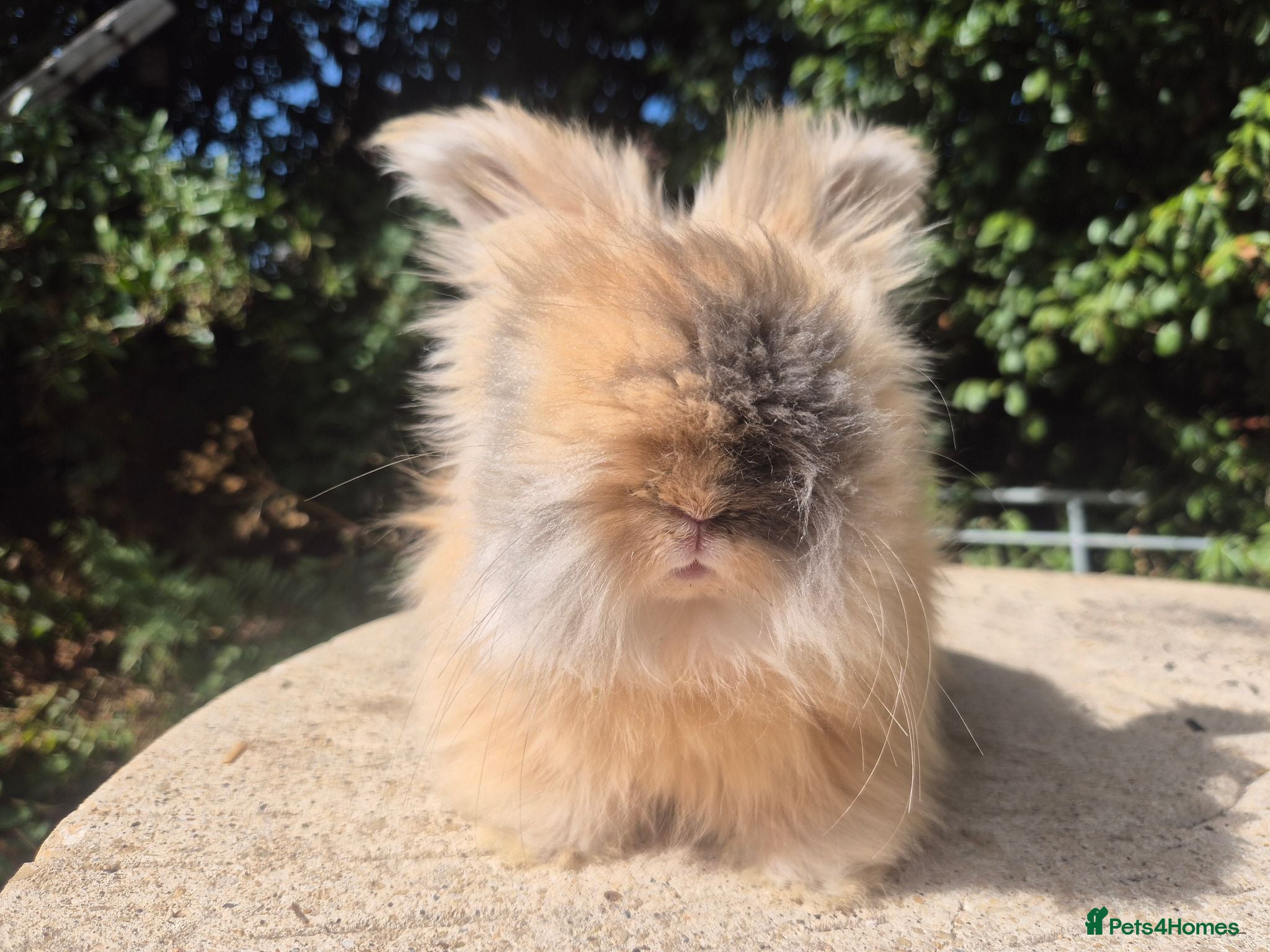 Angora rabbits 🩷 FULL FACE ANGORA BABIES- PARENTS FROM🇫🇷 - Advert 1
