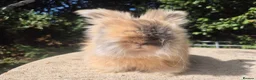 Angora rabbits for sale: 💙READY NOW-FULL FACE ANGORA BOY-PARENTS FROM🇫🇷 - Advert 1