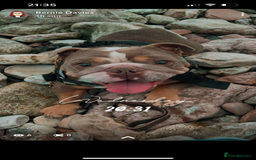 English Bulldog dogs for sale: Rehomimg due to break up - Image 16
